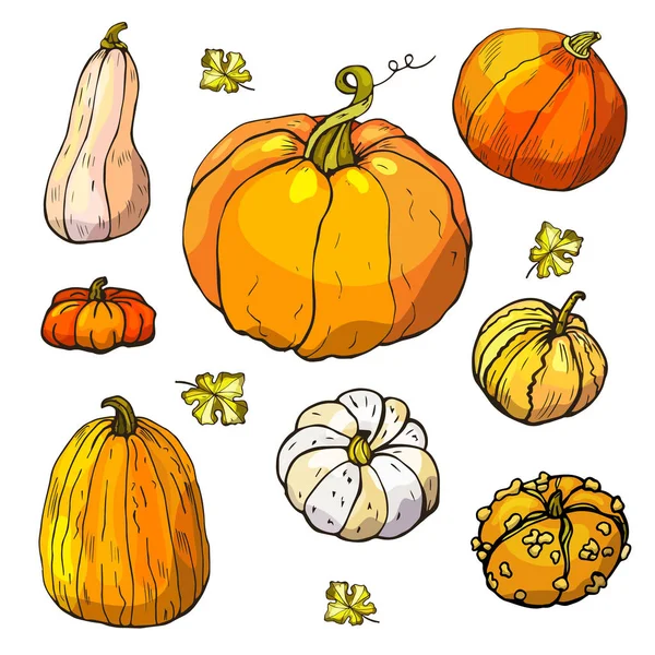 Conjunto Vectores Calabaza Calabazas Dibujadas Mano — Archivo Imágenes Vectoriales