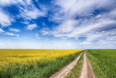Kolza tohumu tarlası ve mavi gökyüzü