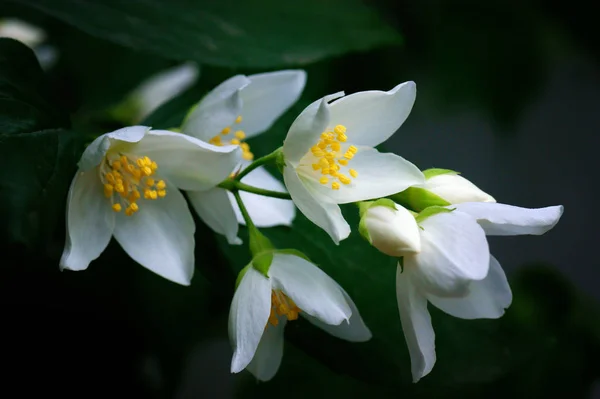 White Flowers Jasmine — Stock Photo, Image