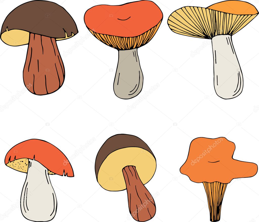 Set of different forest mushrooms. Hand drawn illustration isolated on white background.