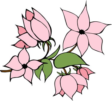 Beyaz arkaplanda pembe çiçek