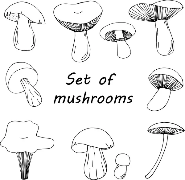 Set Diversi Funghi Della Foresta Illustrazione Disegnata Mano Isolata Sfondo — Vettoriale Stock