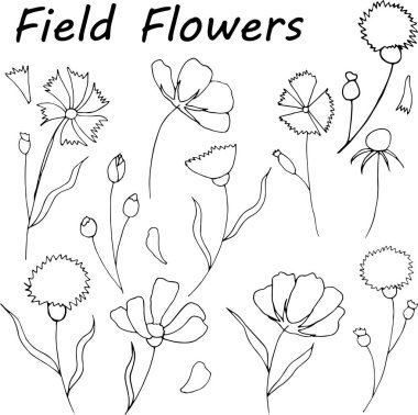 Vahşi saman çiçek el çekilmiş. 