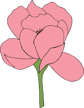 Beyaz arka plan üzerinde izole pembe şakayık çiçeği. Vektör çizim. 