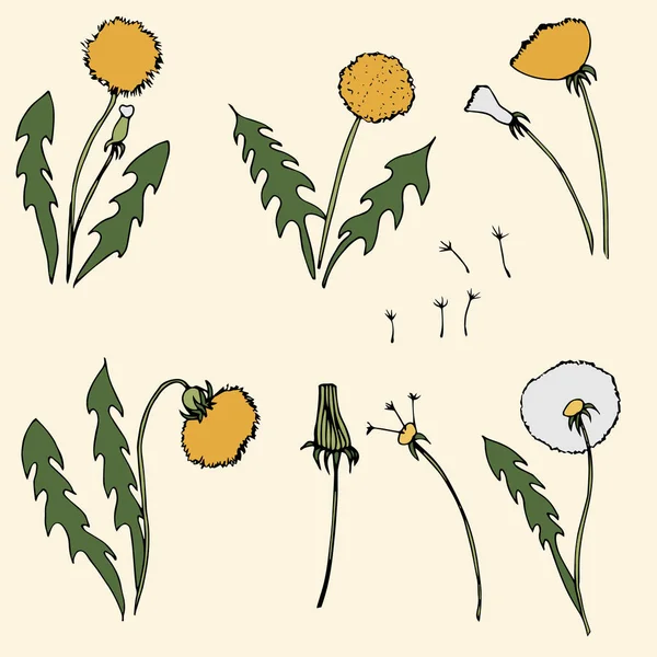 Dandelion vector illustration on yellow