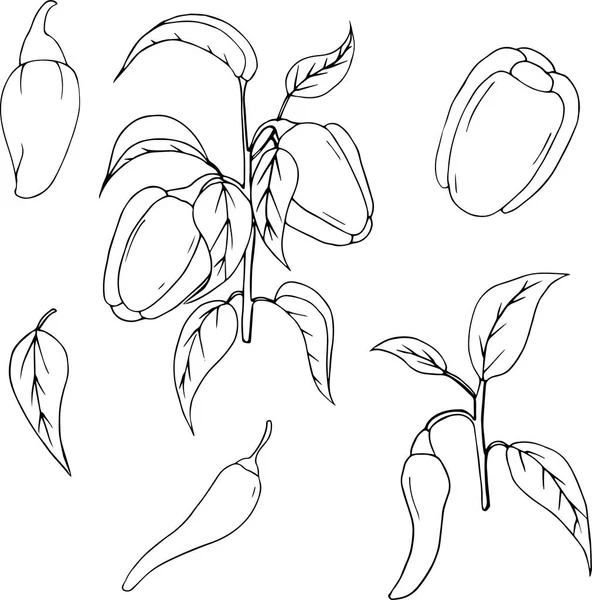 Paprika Handgezeichnete Vektorillustration Verschiedene Paprika Auf Weißem Hintergrund — Stockvektor
