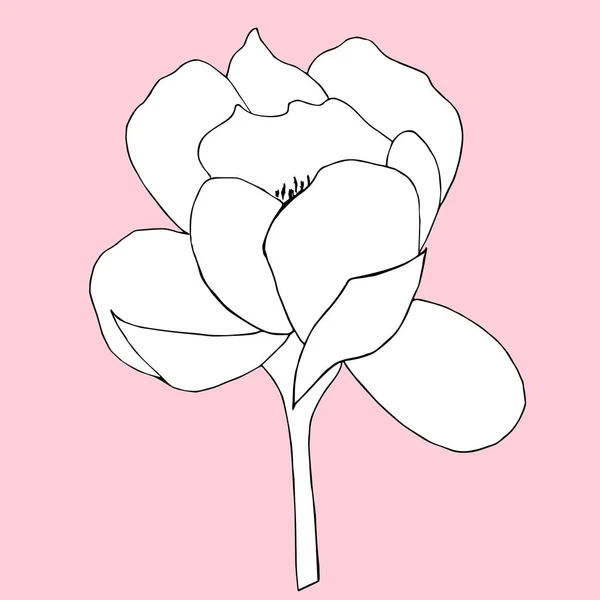 Bunga Peony Terisolasi Pada Latar Belakang Putih Ilustrasi Vektor - Stok Vektor
