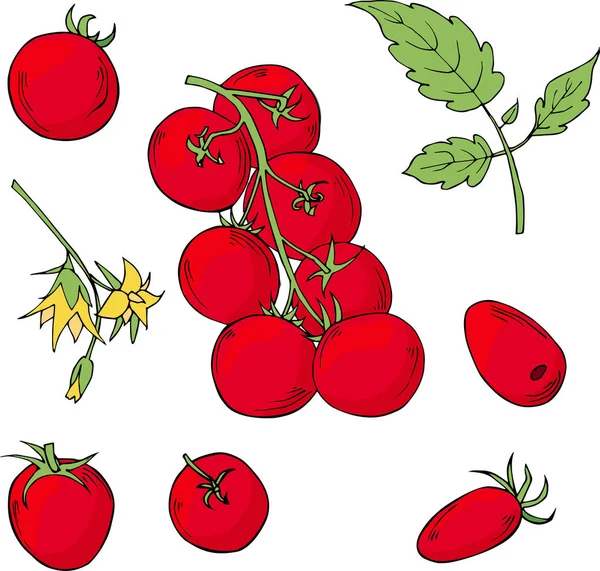 白い背景に分離された手描きのトマトのセット — ストックベクタ