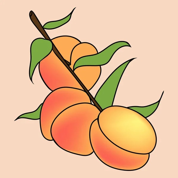Hand dras illustration av persika i tecknad stil. Perfekt för menyn, kort, textil, säsongsbetonade design — Stock vektor