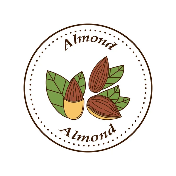 Logotipo de almendra vectorial en estilo de dibujos animados . — Vector de stock