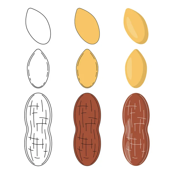 Набор арахиса в трех стилях — стоковый вектор