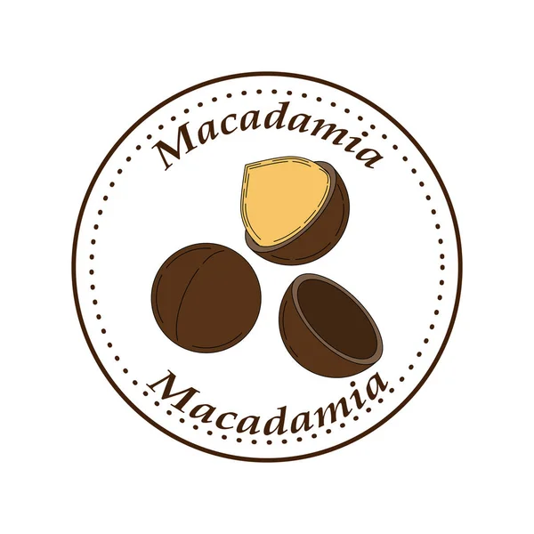 Vektor Macadamia logotyp i tecknad stil. — Stock vektor
