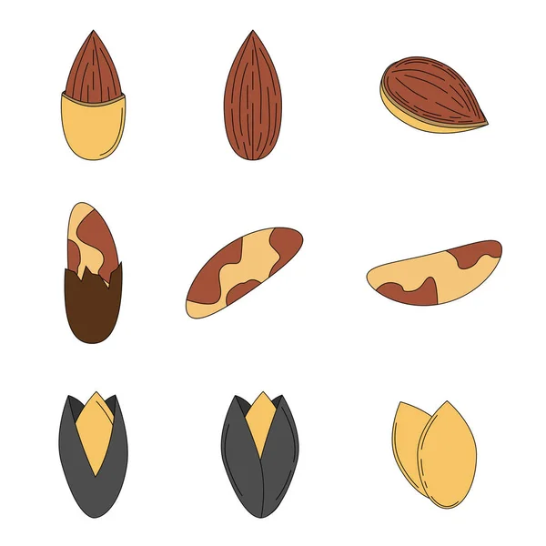 Set of nuts in cartoon style. — Stock Vector