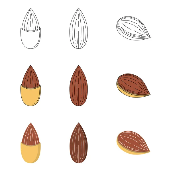 Set of almond in three styles — Stock Vector