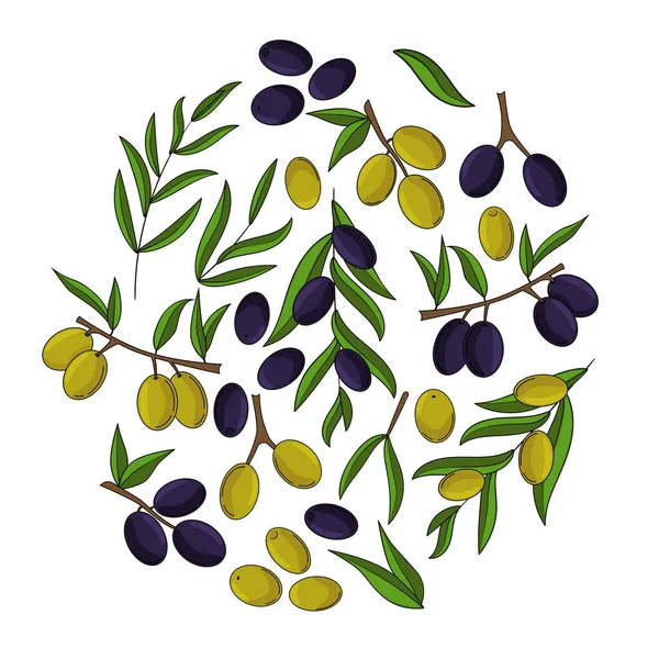Olivová karta. Olivový olej ilustrace pro design a web, — Stockový vektor