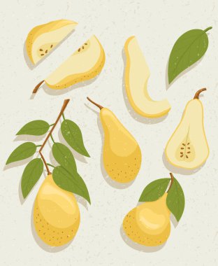Dokuları olan vektör armut çizimi. Sağlıklı organik doğal yiyecek ve tohumlu armut dilimleri..