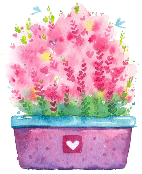 Flowers Watercolor Heather Pot — Stock Photo, Image