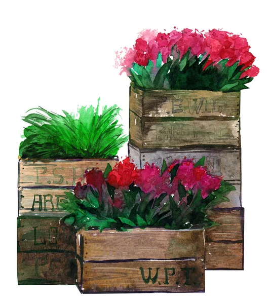 Flores Tulipanes Plantas Caja Acuarela Aislada — Foto de Stock