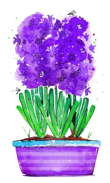 Hyacinthus Pote Púrpura Acuarela Primavera Ilustración Aislado — Foto de Stock
