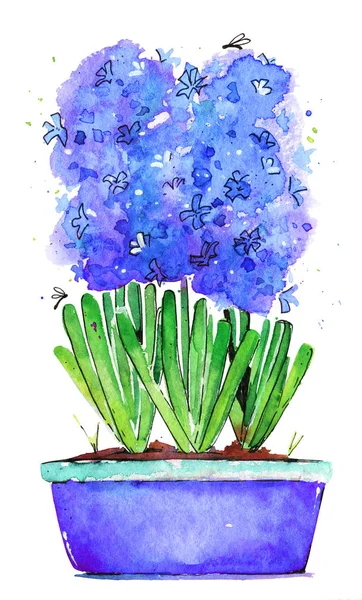 Hyacinthus Blu Vaso Primavera Illustrazione Acquerello — Foto Stock
