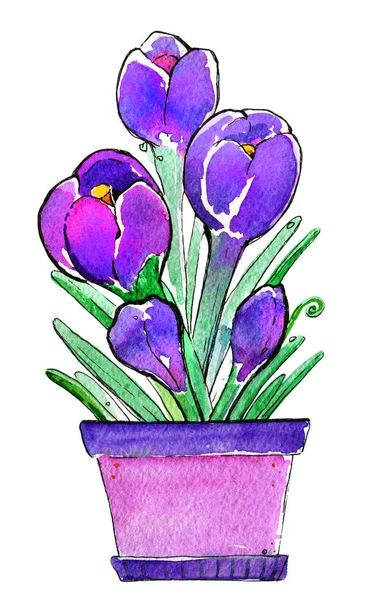 Crocus Una Olla Púrpura Primavera Acuarela Aislado — Foto de Stock