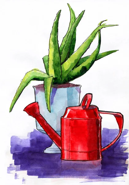 Öntözés vörös succulents Aloe növény csendélet akvarell SKE — Stock Fotó