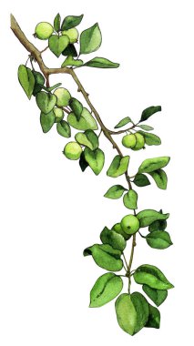 Elma ağaç şube elma izole yeşil suluboya yaprakları