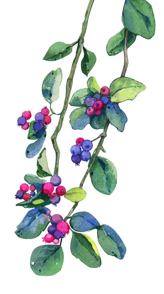 Amelanchier Cabang Daun Berries Musim Gugur Terisolasi Cat Air Ilustrasi — Stok Foto