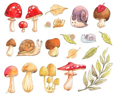 Mantar salyangozu söğüt ağacı yaprağı Cep Boletus Sert Uçan agarik Amanita Chanterelle Mantarı Russula yaz mevsimi suluboya seti ıssız