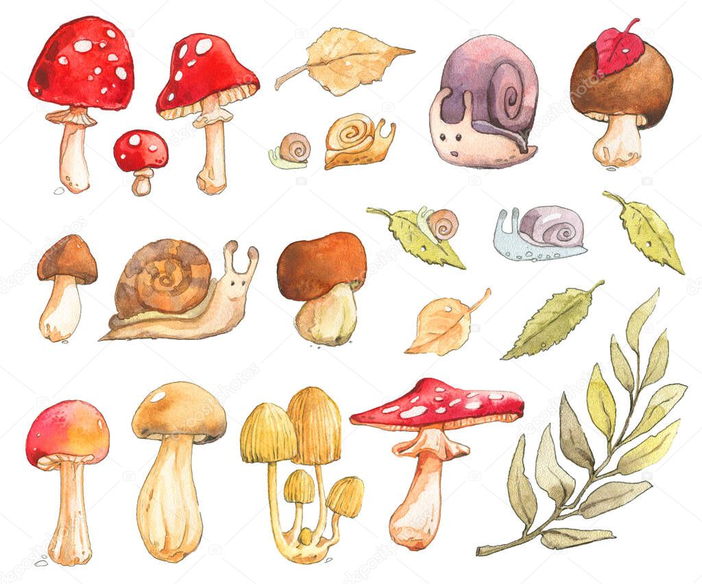 Mushroom snail willow birch leaf Cep Boletus Rough Fly agaric Amanita Chanterelle Toadstool Russula autumn summer forest watercolor set isolated