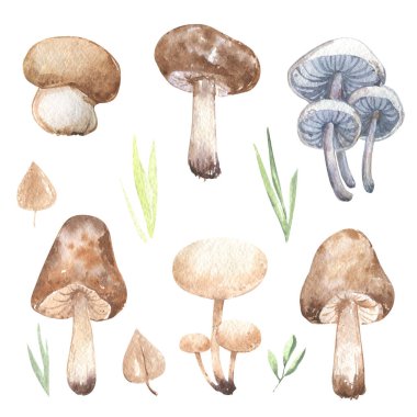 Mantarlar sonbahar otları mantar mantarları porcini mantar mevsimleri sonbahar ormanları vahşi botanik seti izole edilmiş suluboya.