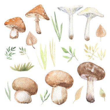 Mantarlar dalları çimenlik ormanı sonbaharda nötr mevsim zehirli suluboya seti sinek ağı süslemesi