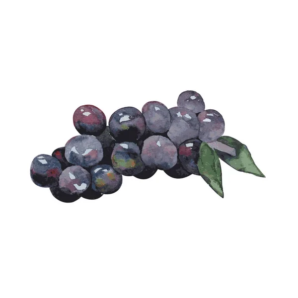 Aquarel Illustratie Van Een Tros Druiven — Stockvector