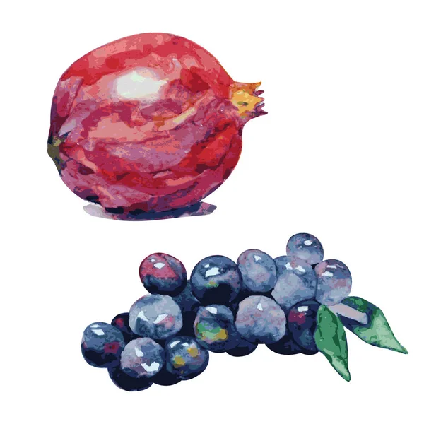 Acquerello Dipinto Collezione Frutti Illustrazione Melograni Uva — Vettoriale Stock