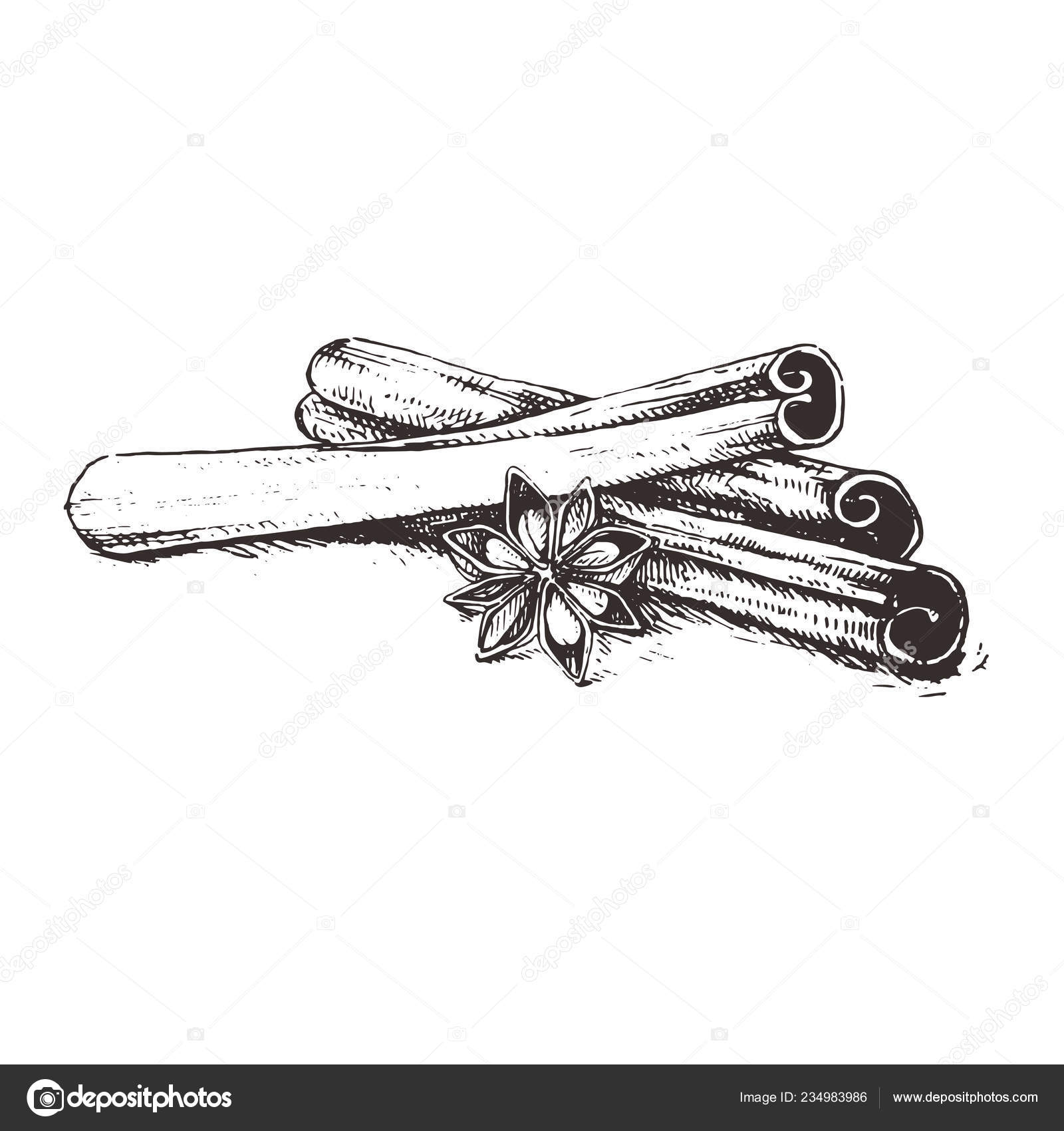 Cinnamon stick hand drawn vector sketch Engraved style spice illustrations  Stock Vector Image  Art  Alamy