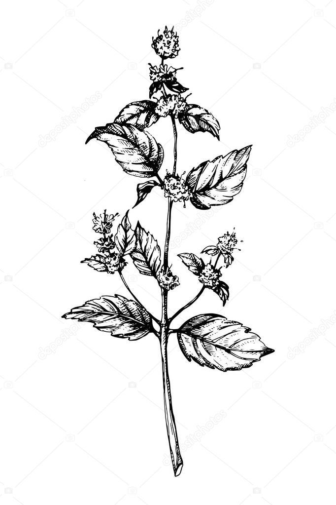 Herbal engraved style illustration. Detailed organic product sketch. Cooking spicy ingredient.Mint hand sketch vector illustration. Peppermint botanical engraved drawing.Medicinal plant.