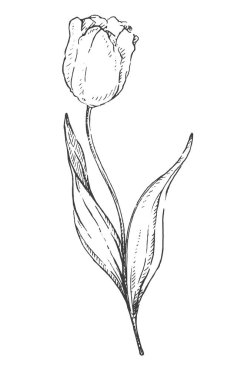Lale çiçek grafik siyah beyaz izole eskiz illüstrasyon vektör. Elle çizilmiş şekil. Mürekkep çizim çiçek. Kontur karakalem. Elle çizilmiş kroki. Çiçek çizilmiş kroki. Türk sembolü 