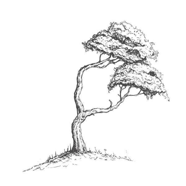  Resimde çam ağacı ve Japan.Japan güneş sembolü.