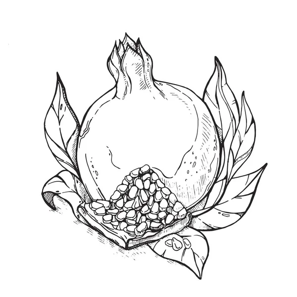 Illustration Reife Granatapfelfrüchte Mit Granatapfelblättern Auf Weißem Hintergrund Detaillierte Vegetarische — Stockvektor