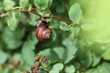 Salyangoz yeşil dal. Yakın çekim, yumuşak odak.