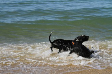 Plaj oynamaya çalışan köpek