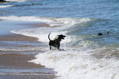 Plaj oynamaya çalışan köpek