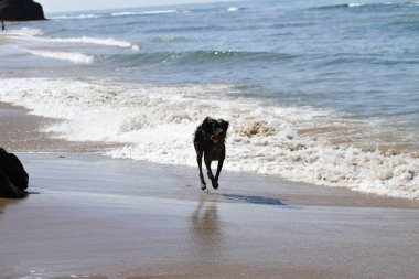 Plaj oynamaya çalışan köpek