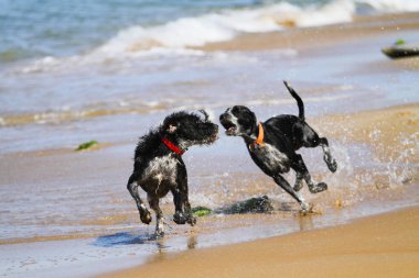 Plaj oynamaya çalışan köpek