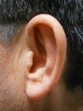 işitme ve insanlar ve diğer omurgalı, özellikle dış bölümü bu denge organı.