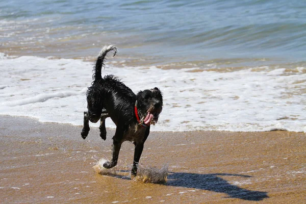 Plaj oynamaya çalışan köpek