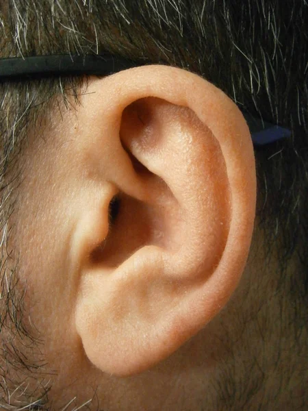 the organ of hearing and balance in humans and other vertebrates, especially the external part of this.