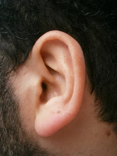 Narząd Słuchu Równowagi Ludzi Innych Kręgowców Zwłaszcza Zewnętrzną Część — Zdjęcie stockowe