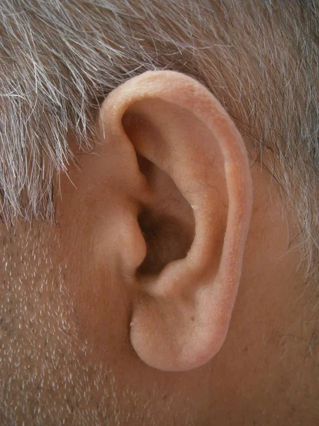 the organ of hearing and balance in humans and other vertebrates, especially the external part of this.