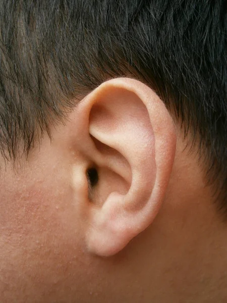 Narząd Słuchu Równowagi Ludzi Innych Kręgowców Zwłaszcza Zewnętrzną Część — Zdjęcie stockowe